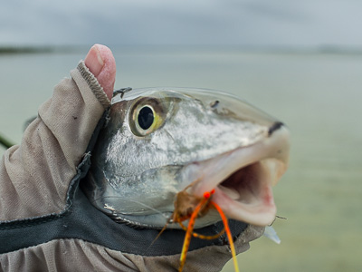 bonefish xcalak